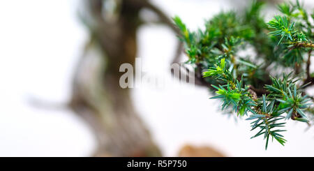 Grüne Nadeln juniper Bonsai Baum im Panorama Stockfoto