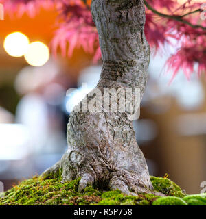 Nahaufnahme der Ventilator ahorn Bonsai Baum Rinde Stockfoto