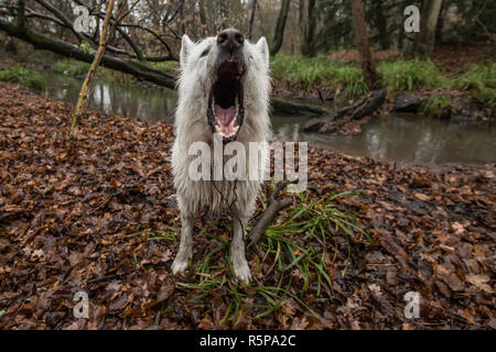 Brookmans Park, Hertfordshire, Großbritannien. 1. Dezember, 2018. Die Gobions, brookmans Park, Hertfordshire, Großbritannien. Ein Hund bellt für einen Stock, während man durch die Gobions Naturschutzgebiet auf einer nassen blustery Winter Tag. David Rowe/Alamy leben Nachrichten Stockfoto