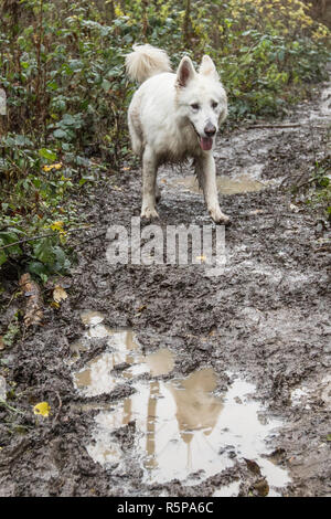 Brookmans Park, Hertfordshire, Großbritannien. 1. Dezember, 2018. Die Gobions, brookmans Park, Hertfordshire, Großbritannien. Ein Hund Wanderungen einen schlammigen Weg durch den Gobions Naturschutzgebiet auf einer nassen blustery Winter Tag. David Rowe/Alamy leben Nachrichten Stockfoto