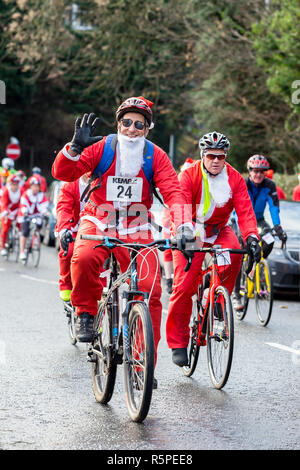 Kidderminster, Großbritannien. 2. Dezember, 2018. Aufgrund der großen Nachfrage, Kemp Hospiz Santa Fun Run wird in diesem Jahr erweitert Die neue Santa Fahrradtour zu gehören. Von einem gemeinsamen Ausgangspunkt der Brinton Park, Radfahrer sammeln und bereit für den aus. Ihre 20 km Route durch die Wyre Forest in Kidderminster, Gotha und Bad Salzungen und wie sie alle peddle für eine Medaille, jeder Radfahrer in einem höchsten Anstrengungen Fundraising für das hospiz Appell zu helfen. Quelle: Lee Hudson/Alamy leben Nachrichten Stockfoto