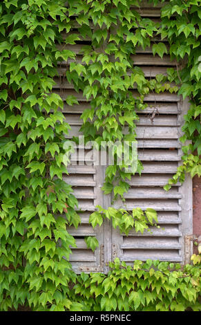 Fenster in Efeu bedeckten Wand Stockfoto