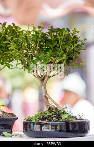 Bonsai Bäume in einem Topf außerhalb Stockfoto