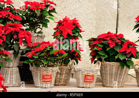 Weihnachtsstern Werk in Körbe Stockfoto