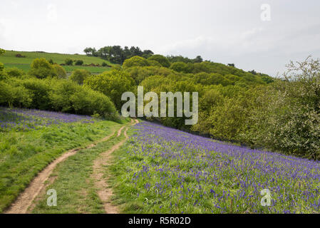 Pfad durch eine Masse von bluebells an Roseberry Topping, England. Stockfoto