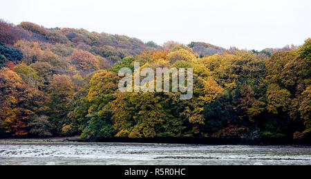 Bäume im Herbst, Devoran, Cornwall, England, Großbritannien. Stockfoto