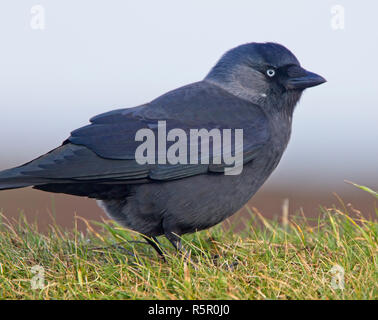 Dohle (Corvus monedula) auf der Suche nach Larven in das Gras, Lands End, Cornwall, England, Großbritannien. Stockfoto