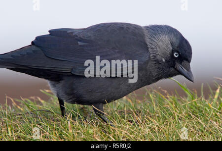 Dohle (Corvus monedula) auf der Suche nach Larven in das Gras, Lands End, Cornwall, England, Großbritannien. Stockfoto