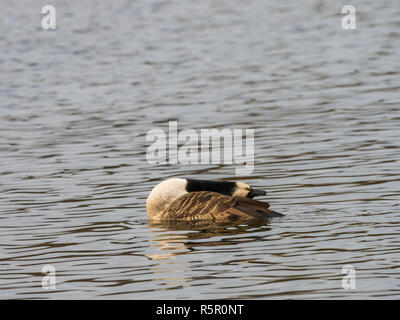 Kanadagans (Branta canadensis) Putzen auf einem See im Winter Stockfoto