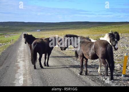 In abgelegenen Teilen von Island erwartet Sie frei laufende Pferde, sogar auf der Schotterpiste. Hier ist eine Gruppe von Pferden auf der Straße. Stockfoto