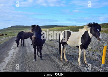 In abgelegenen Teilen von Island erwartet Sie frei laufende Pferde, sogar auf der Schotterpiste. Hier ist eine Gruppe von Pferden auf der Straße. Stockfoto