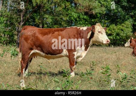 Profil anzeigen von braunen und weißen weiblichen Hereford Rasse in Raleigh, North Carolina. Stockfoto