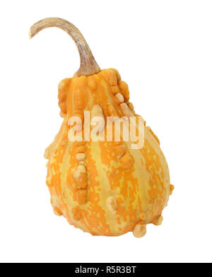 Dunkel orange pear-shaped Zierpflanzen Kürbis Stockfoto