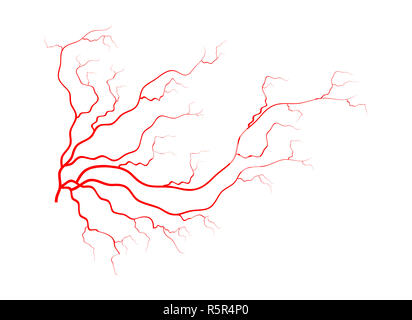 Menschliche Adern, rot Blutgefäße Design. Vector Illustration auf weißem Hintergrund Stockfoto