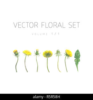 Helle aquarell Set von Vektor Blumen mit Blatt Stockfoto