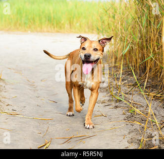 Lächelnd redhead American Pit Bulls gehen auf die Natur Stockfoto