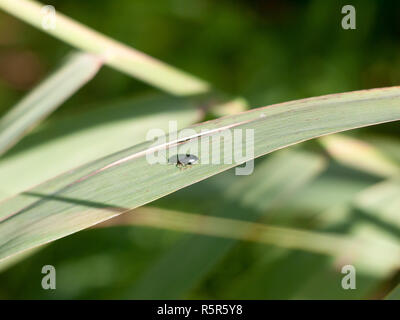 Kleine grüne Insekt blau Mint leaf Beetle - Chrysolina coerulans Stockfoto