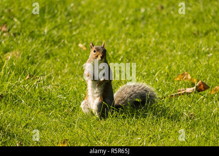 Augenkontakt mit einem entzückenden graue Eichhörnchen in einem Park. Stockfoto