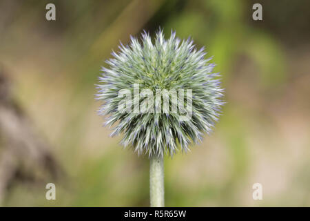 Globus Thistle Dornstrauch Blütenkopf. Stockfoto