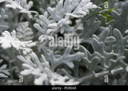 Zinerarie maritima. Zinerarie. Silber zinerarie Maritime. Stockfoto