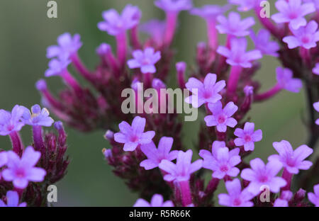 Robert Kraut ruhigen Schönheit. Stockfoto