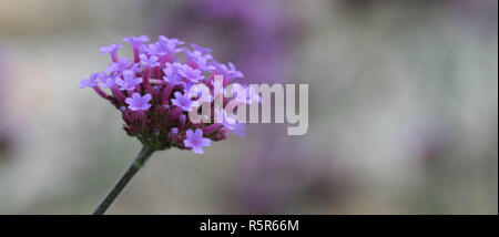 Robert Kraut ruhigen Schönheit. Stockfoto