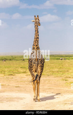 Einsame Giraffe im Amboseli Nationalpark, Kenia. Stockfoto