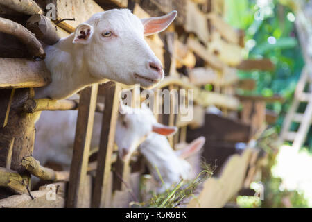Neugierige einheimische weisse Ziegen halten ihre Köpfe durch Bars von Stabil. Stockfoto