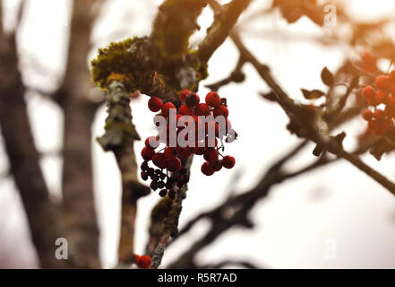 Filiale reife Beeren Mountain Ash wächst auf einem Baum. Rote Beeren der Kalina im November Monat Stockfoto