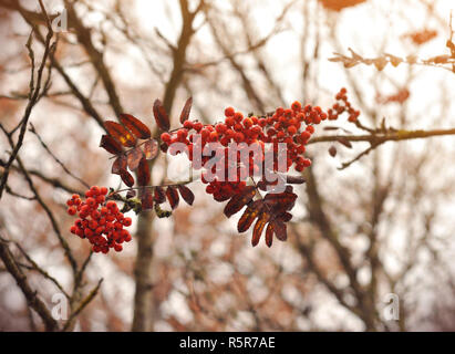 Filiale reife Beeren Mountain Ash wächst auf einem Baum. Rote Beeren der Kalina im November Monat Stockfoto