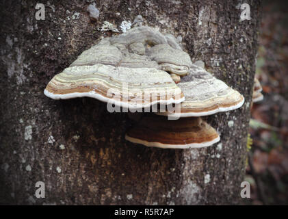 Unbesäumte Pilze wachsen auf einen Baumstamm. Stockfoto