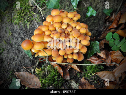 Eine Nahaufnahme einer Gruppen mit dem gelben Pilze auf Baum. Gelbe Pilze wachsen an der Wurzel eines Baumes im novemver Monat Stockfoto