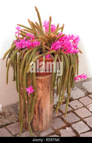 Blühende rosa Blume des Kaktus in der Straße, in der Nähe des Hause. Dekorative Kaktus im Topf auf der hölzernen anmelden Stockfoto