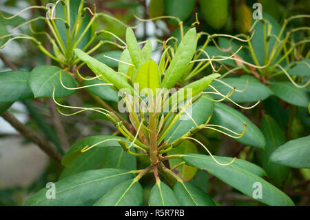 Nahaufnahme eines Oleander Samen Blüte. Schönheit der Natur. Fokussierte Samen der Oleander Blumen Stockfoto