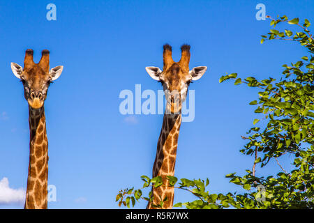 Porträt von zwei wilden Giraffen in blauen Hintergrund, Krüger, ZA Stockfoto