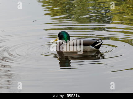 Ente und See Foto. Schönes Bild, Hintergrund, wallpaper Stockfoto