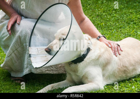 Frauen und weiblichen Creme Labrador Hund tragen Elisabethanischen Kunststoffkegel medizinische Kragen um den Hals für Anti-bite Wunde Schutz auf grünem Gras mea Stockfoto