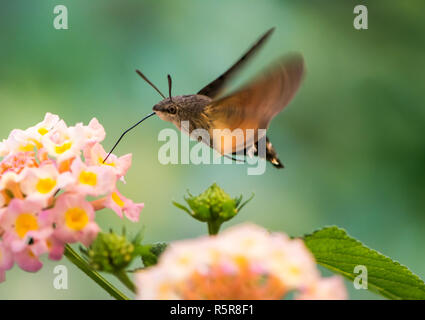 Hummingbird Hawk-moth schwebt über lantana Blume Stockfoto