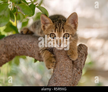 Nette junge Katze Kätzchen, braun Tabby, Klettern in einem Baum und schaut mit großen Augen, Kykladen, Ägäis Insel, Griechenland, Europa Stockfoto