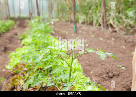 Tomaten (Lycopersicon esculentum) bei Anbau Feld Stockfoto