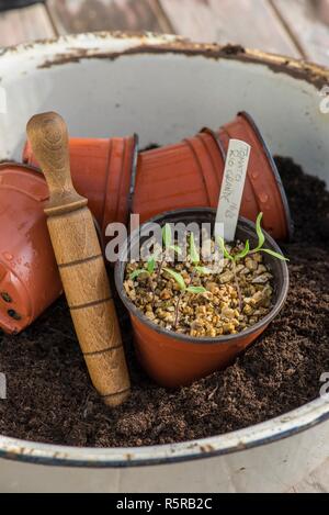 Tomatenpflanze Sämlinge in einem Blumentopf aus Kunststoff. Stockfoto