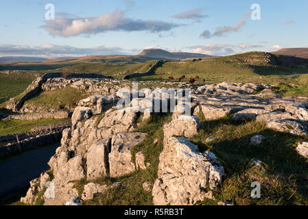 Eine Fernsicht auf Pen-y-Ghent Peak, von winskill Steine und Rinder weiden auf den Kalkstein Weiden. Langcliffe, Yorkshire Dales National Park, UK. Stockfoto