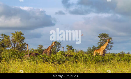 Specie Giraffa Camelopardalis Familie Giraffidae, zwei wilde Giraffen Sonnenaufgang in Kruger Park Stockfoto