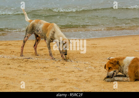 Zwei armen räudige Hunde sehr krank Essen tote Fische am Strand, Sri Lanka Stockfoto