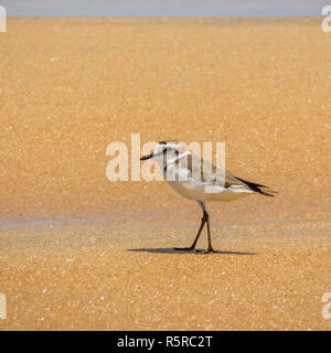 Seeregenpfeifer (Charadrius Alexandrinus) Am Strand in Arugam Bay Stockfoto