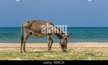 Wilde Esel Am Strand in Kalpitiya, Sri Lanka Stockfoto