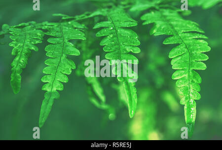 Farnblätter mit Wassertropfen Stockfoto