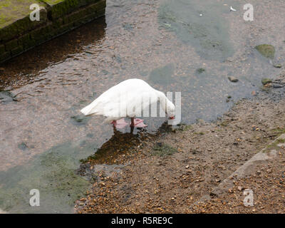 Einzelne weiße Gans Füttern aus der laufenden Stream unter Stockfoto