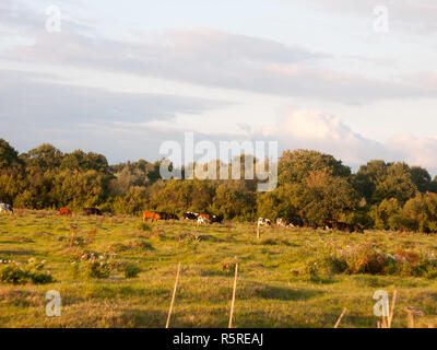 Schönen Sonnenuntergang leuchtet grün Land Land Szene mit Bäumen und mit Bauernhof Kühe Ochsen grasen auf Abstand Stockfoto