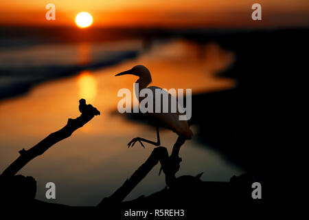 Das Snowy Reiher auf dem Wasser am Malibu Beach im August Stockfoto